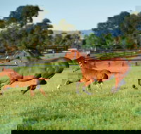 Scone - 1 Gold Coast