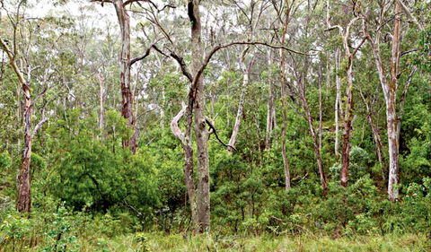 Scutts Hut Trail - Accommodation Gold Coast 0
