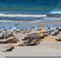 Seal Bay - 1 Gold Coast