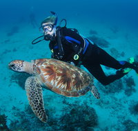 Second Reef Dive Site - Accommodation Gold Coast