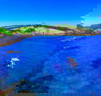 Snorkelling Montague Island - Accommodation Gold Coast