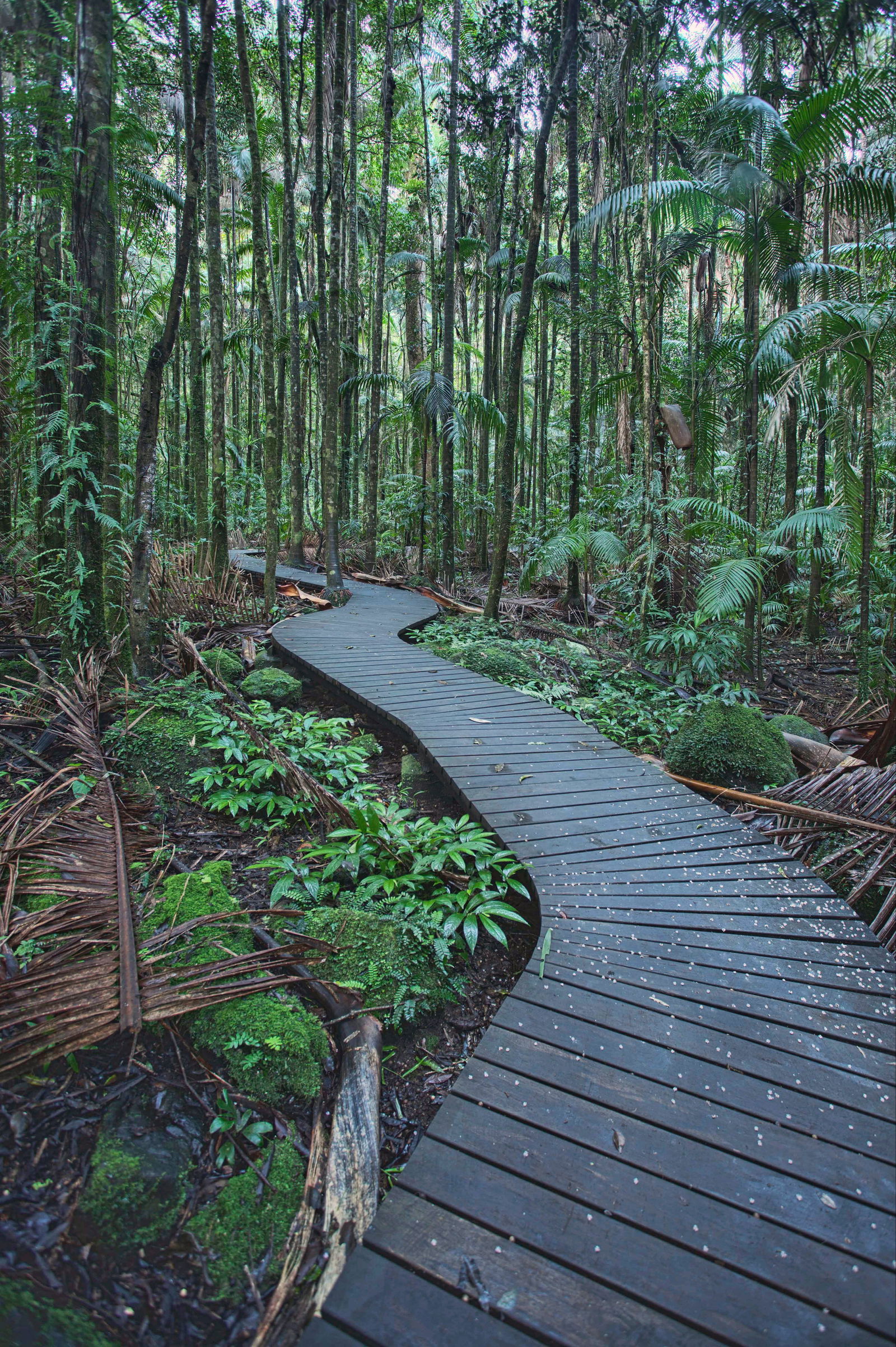 Howards Grass NSW Accommodation Gold Coast