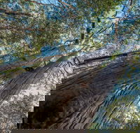 Wallumatta Nature Reserve - Accommodation Gold Coast