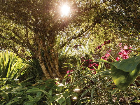 Wendy Whiteley's Secret Garden - Gold Coast 4U 1