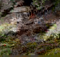 Wildlife Wonders - Accommodation Gold Coast