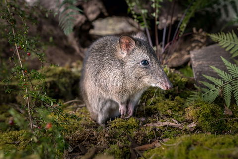 Wildlife Wonders - Gold Coast 4U 0
