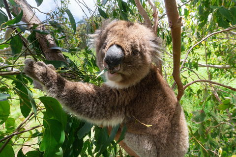 Wildlife Wonders - Gold Coast 4U 1