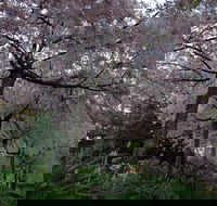 Wildwood Garden - Accommodation Gold Coast