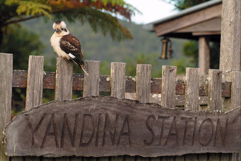 Yandina - 1 Gold Coast 0