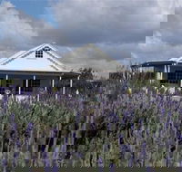 Amandine Lavender - 1 Gold Coast