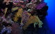 Around The Bend Dive Site - thumb 0
