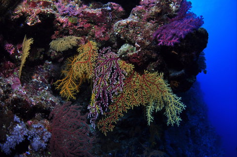 Around The Bend Dive Site - Accommodation Gold Coast 0