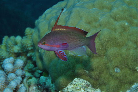 Around The Bend Dive Site - Accommodation Gold Coast 1