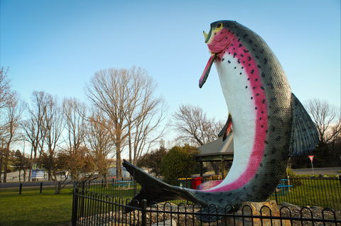 Big Trout - Accommodation Gold Coast 0