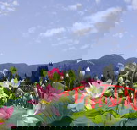 Blue Lotus Water Garden - Accommodation Gold Coast