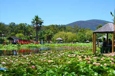 Blue Lotus Water Garden - Accommodation Gold Coast 1