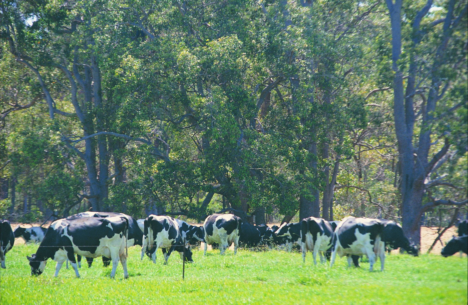 Boyanup WA 1 Gold Coast