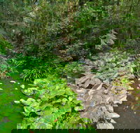 Brindle Creek Picnic Area - Accommodation Gold Coast