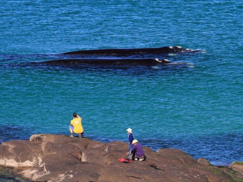 Broulee Island Nature Reserve Walk - Accommodation Gold Coast 1