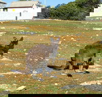 Cape Borda Lightstation - Flinders Chase National Park - Accommodation Gold Coast