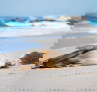 Cape Gantheaume Conservation Park and Wilderness Protection Area - 1 Gold Coast