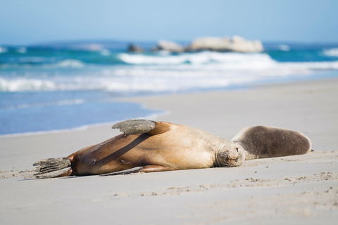 Cape Gantheaume Conservation Park And Wilderness Protection Area - 1 Gold Coast 0