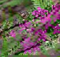 Cassinia Walking Track - Accommodation Gold Coast