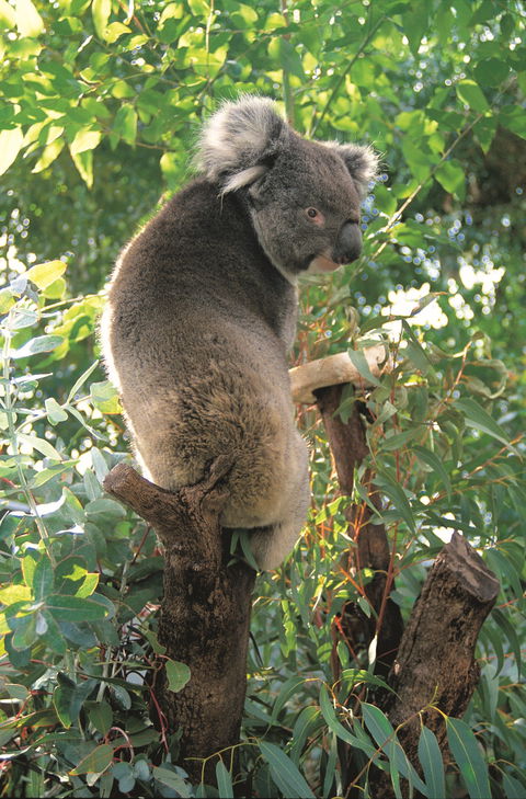 Caversham Wildlife Park - Accommodation Gold Coast 0