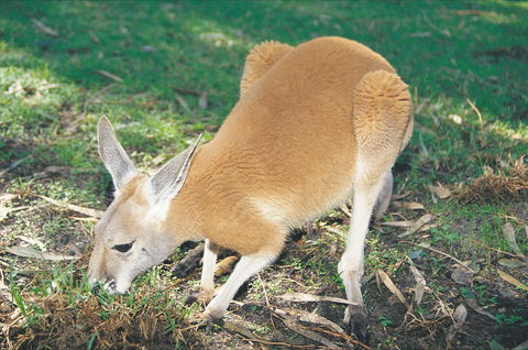Caversham Wildlife Park - Accommodation Gold Coast 1