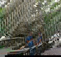 Curtain Fig Tree Yungaburra - 1 Gold Coast