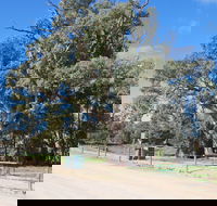 Giant Gum Tree - Accommodation Gold Coast