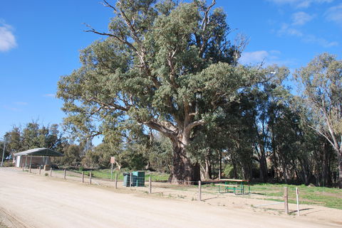Giant Gum Tree - Accommodation Gold Coast 0