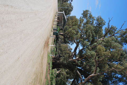 Giant Gum Tree - Accommodation Gold Coast 1