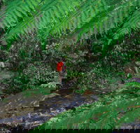Goldsborough Valley Wooroonooran National Park - 1 Gold Coast