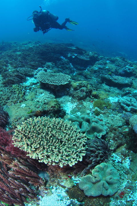 Hanging Rock Dive Site - 1 Gold Coast 0