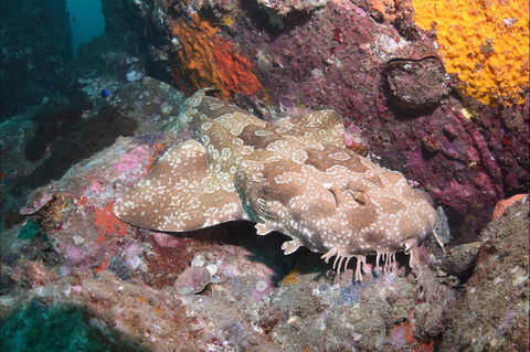Hanging Rock Dive Site - 1 Gold Coast 1