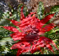 Inverawe Native Gardens - Gold Coast 4U