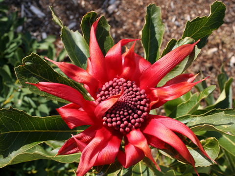 Inverawe Native Gardens - Accommodation Gold Coast 0