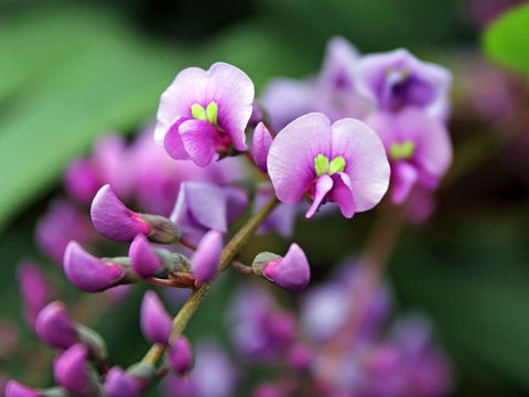 Inverawe Native Gardens - Accommodation Gold Coast 2