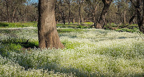 Leaghur State Park - Accommodation Gold Coast 0