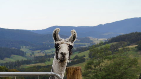 Llama Walks Tasmania - Accommodation Gold Coast 0