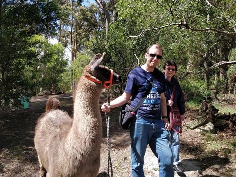 Llama Walks Tasmania - Accommodation Gold Coast 1