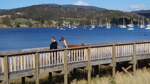 Llama Walks Tasmania - Accommodation Gold Coast 2