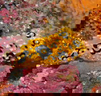 Magic Mountain Dive Site - Accommodation Gold Coast