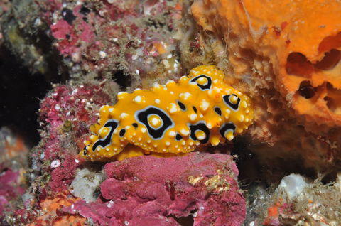 Magic Mountain Dive Site - Accommodation Gold Coast 0