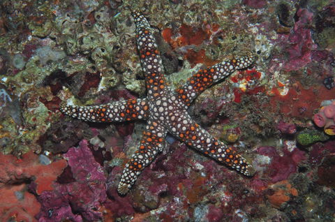 Magic Mountain Dive Site - Accommodation Gold Coast 1