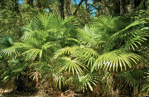 Mungo Rainforest Walk - Accommodation Gold Coast 0