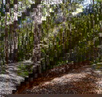 Myrtle Scrub Scenic Drive - 1 Gold Coast