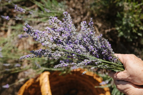 Nannup Lavender Farm - Accommodation Gold Coast 2