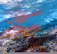 Ningaloo Marine Park - Accommodation Gold Coast